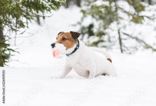 Winter fun with dog at wild nature woodland
