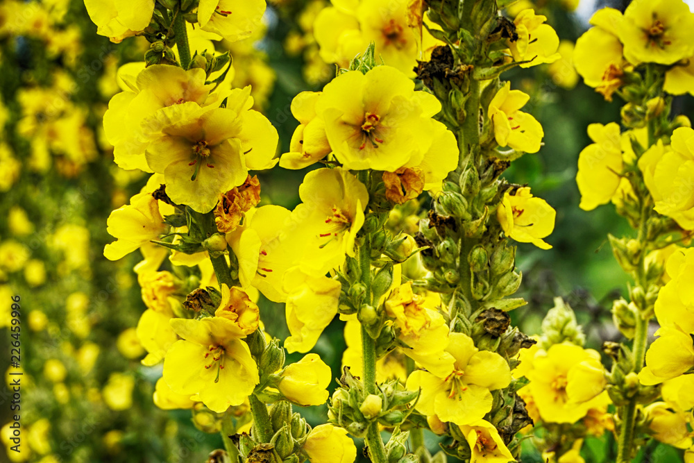 Obraz premium mullein plant with yellow flowers