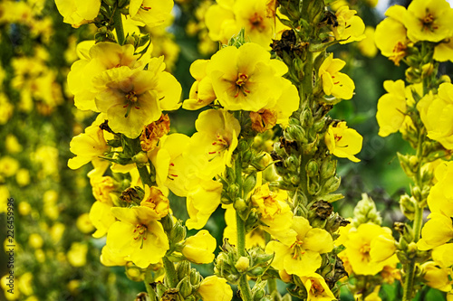 mullein plant with yellow flowers