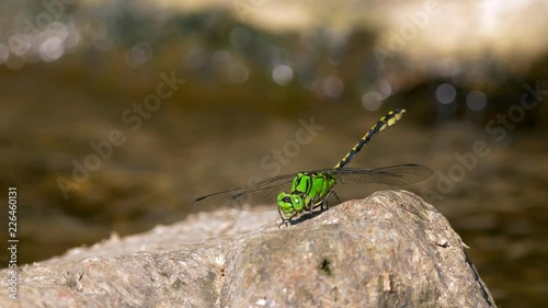 Green snaketail (Ophiogomphus cecilia) perching on rock photo