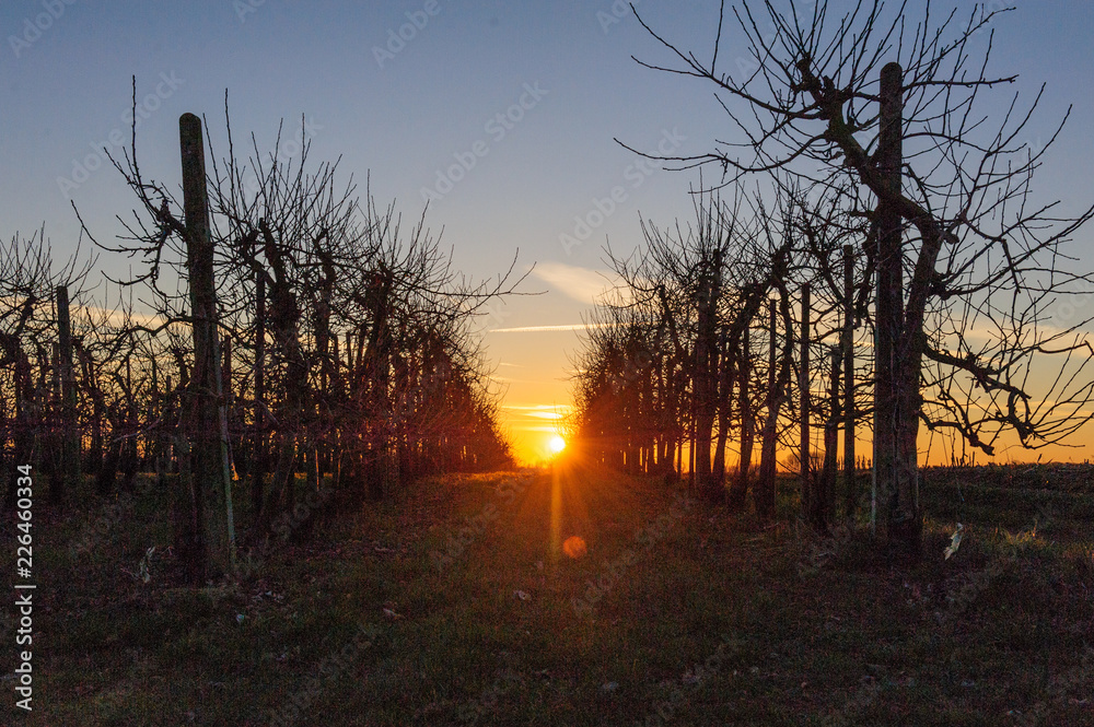 A line of apple trees shot against the setting sun, on a late winter afternoon in east-flanders. A line of apple trees shot against the setting sun, on a late winter afternoon in east-flanders.