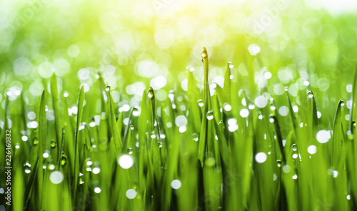 Fresh green grass with dew drops in sunshine on auttum and bokeh. Abstract blurry background. Nature background. Texture. copy space.