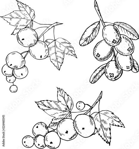 Currants and cranberries illustration in cartoon style. Great for tea packaging, label, icon, greeting cards, decor