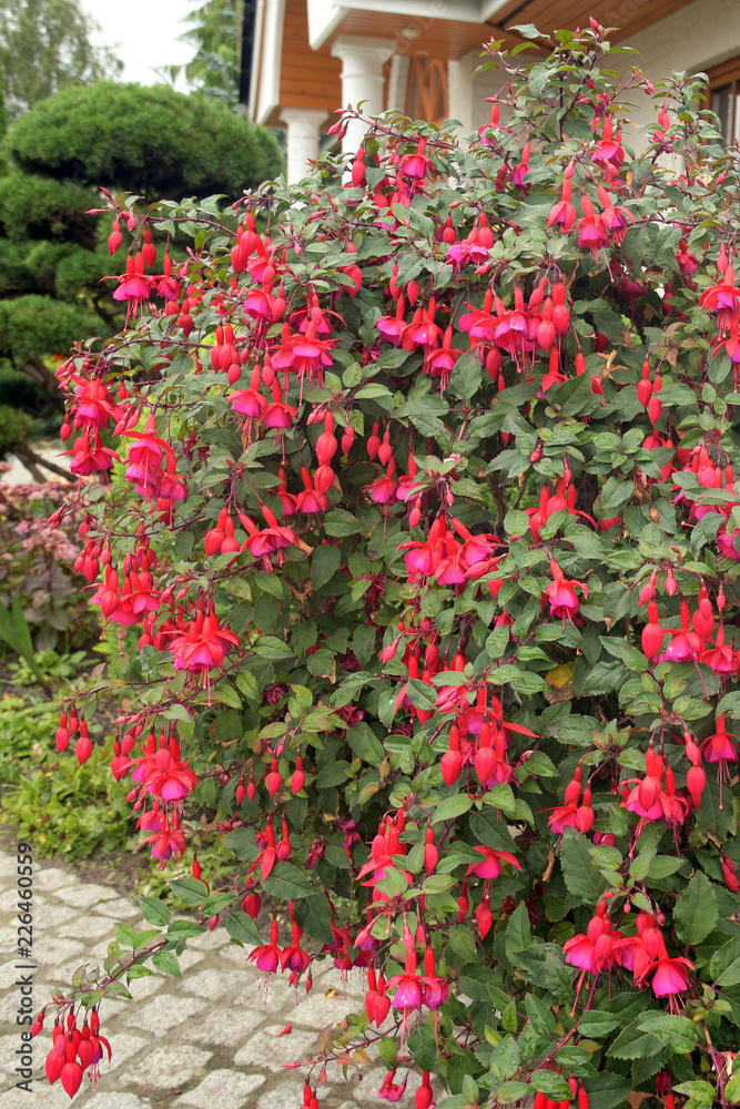 fuchsie fuchsie
