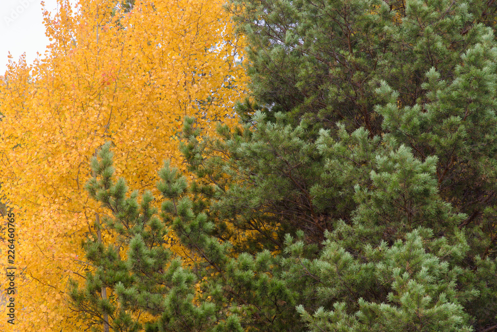 Autumn landscape. Trees Pine and Aspen. 