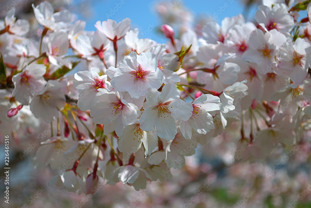 Fototapeta premium 桜 アップ 風景