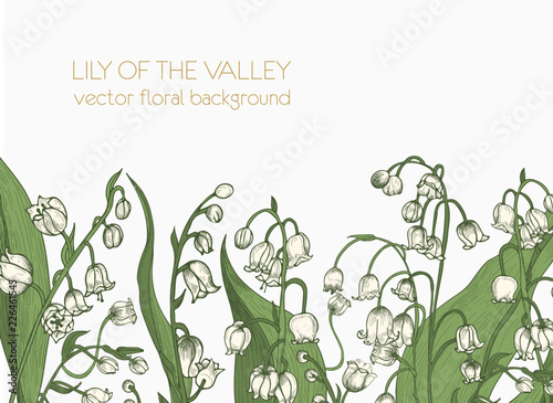 Beautiful horizontal floral backdrop decorated with lily of the valley blooming flowers growing at bottom edge on white background