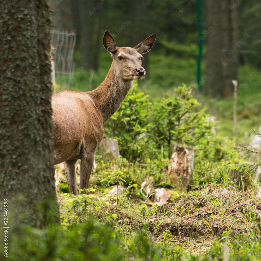 Red deer in forest. Bohemian Forest. Czech Republic. Red deer in forest. Bohemian Forest. Czech Republic.