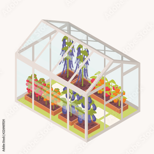 Vegetables growing in boxes with soil inside glass greenhouse