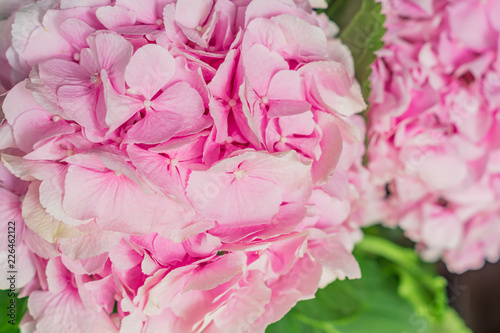 Wallpaper Mural beautiful blooming pink hydrangea flowers background Torontodigital.ca