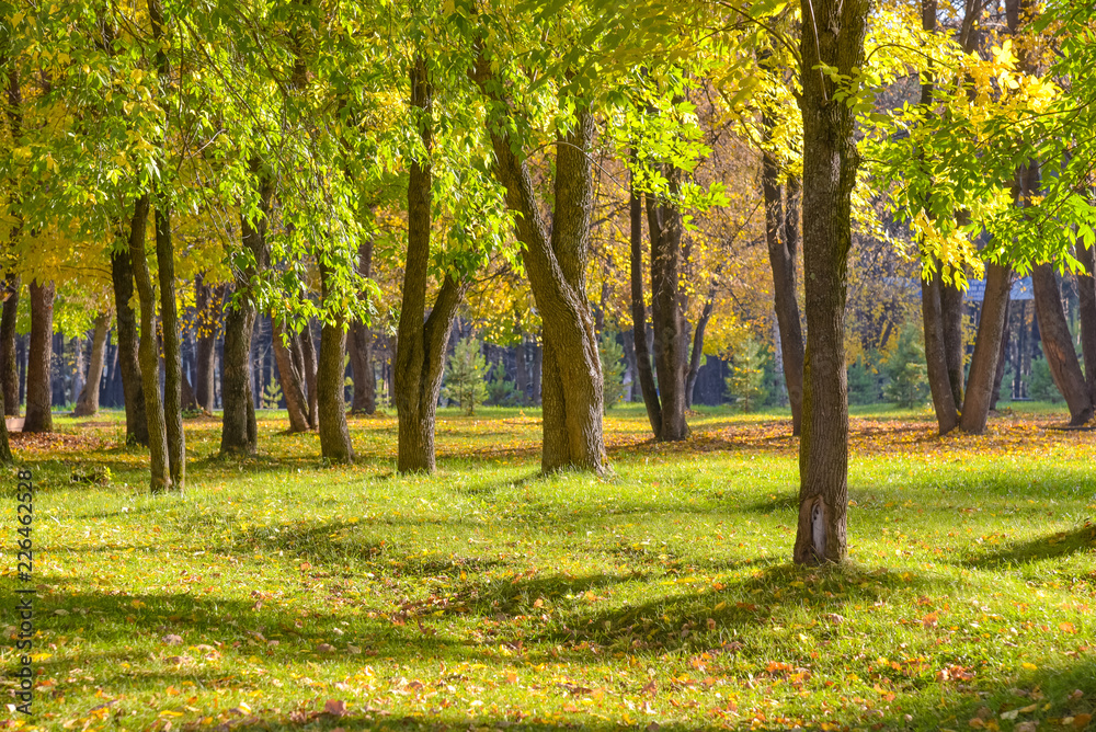 Naklejka premium Autumn landscape. Autumn Park.