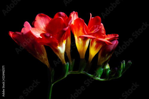 Red freesia flowers isolated on black - studio shot