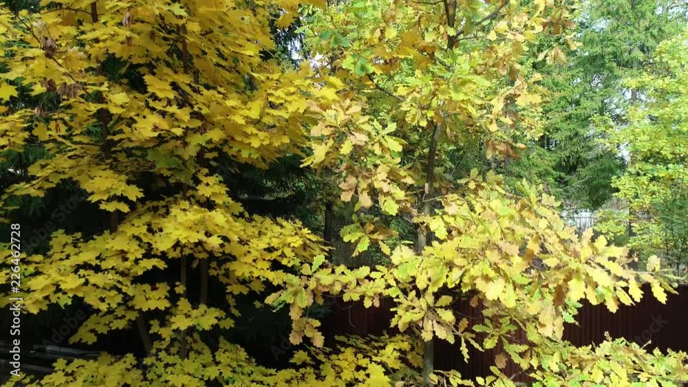 Autumn Forest Autumn Forest