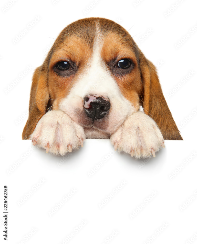Beagle puppy above banner isolated on white background