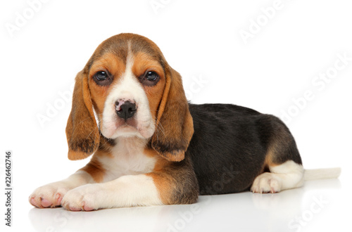 Beagle puppy on white background