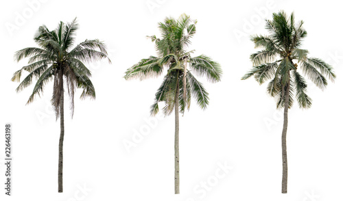 Palm coconut isolated on white background