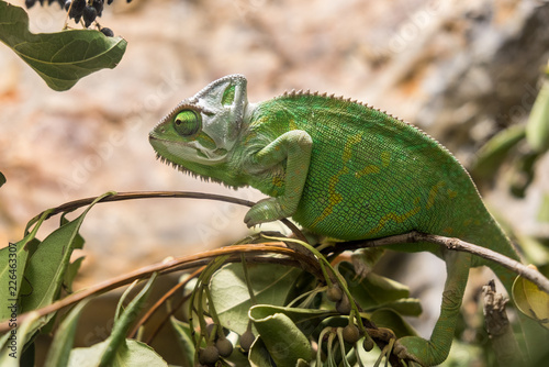 Veiled chameleon (Chamaeleo calyptratus) is a species of chameleon native to the Arabian Peninsula in Yemen and Saudi Arabia