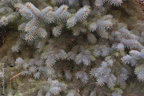 blue spruce branches
