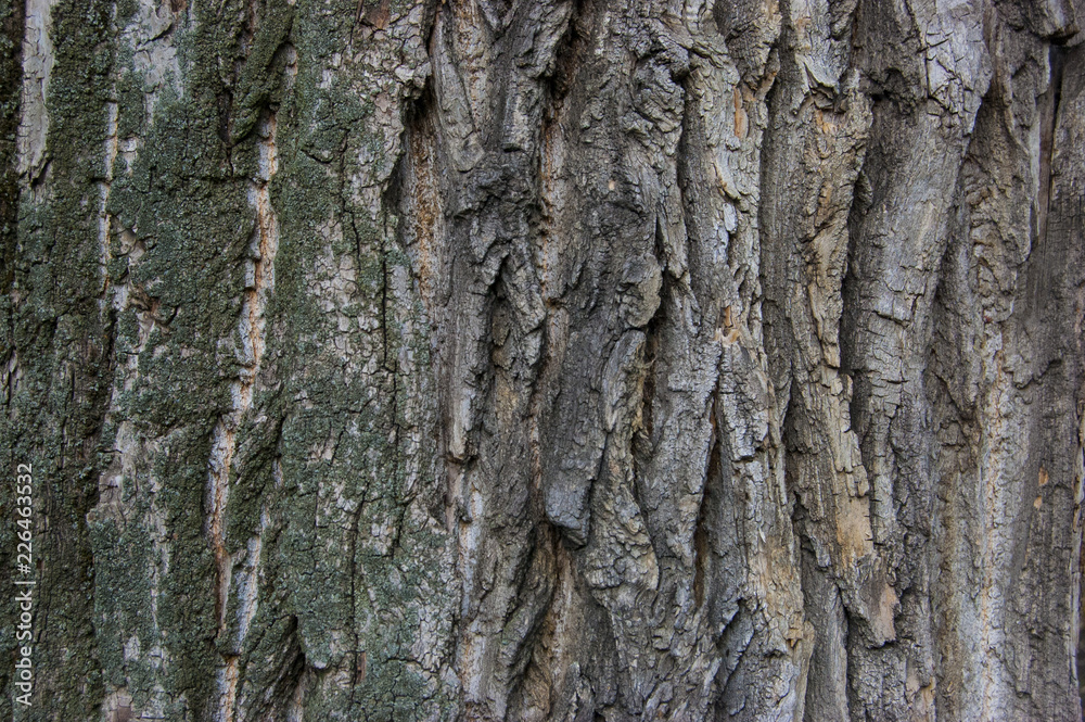 the bark of an old tree background the bark of an old tree background