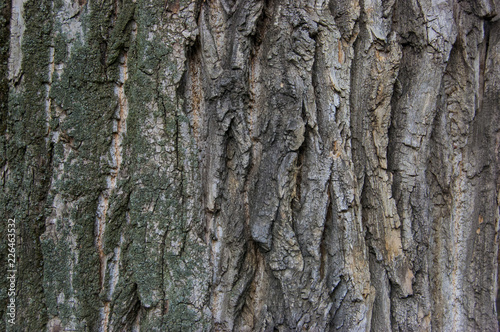 the bark of an old tree background