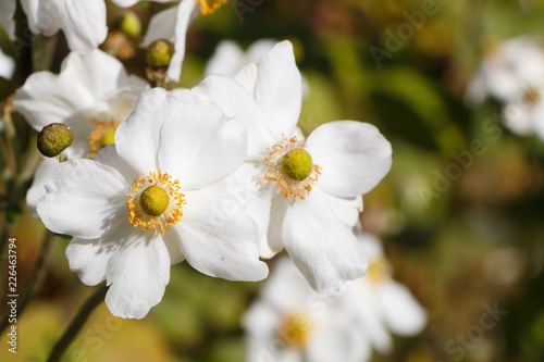 Fleurs d'Anémone du Japon