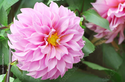 Fototapeta Naklejka Na Ścianę i Meble -  Beautiful pink dahlia flower blooming in the garden.