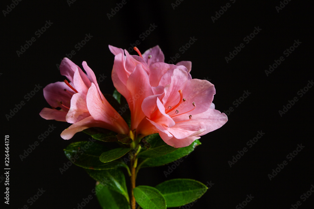 Closeup of pink azalea flowers isolated on black background