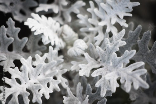 senecio cineraria - silver ragwort ornamental plant close up photo