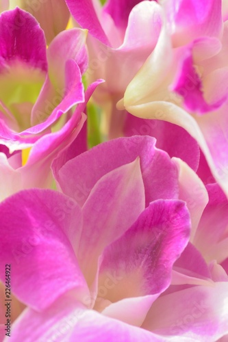 Macro texture of purple Orchid flowers