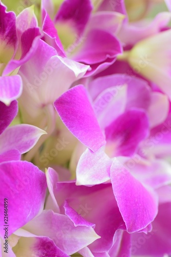 Macro texture of purple Orchid flowers