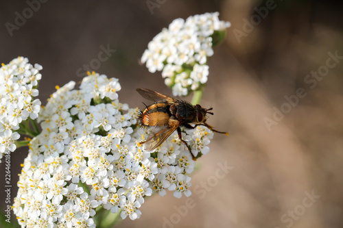 Gymnosoma rotundatum, Fliege auf Blüte photo
