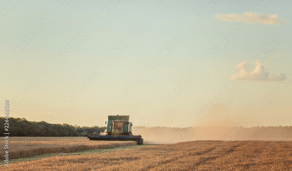 Fototapeta premium Harvesting combine in the field