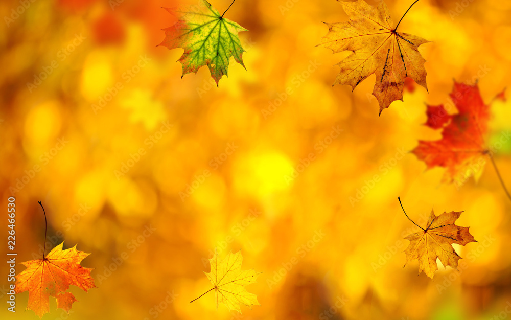 Falling autumn maple leaves natural background. Falling autumn maple leaves natural background.