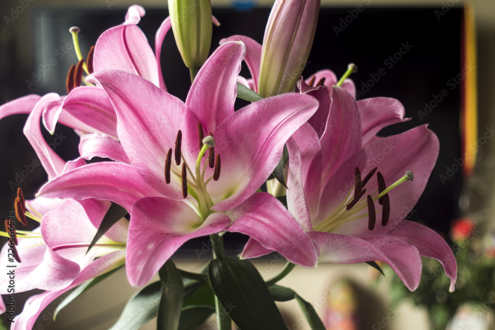 Blooming pink lily flowers.Petals of pink color, brown stamens,pistil.Green burgeons.Good background for a site about flowers,nature,art and bouquets.