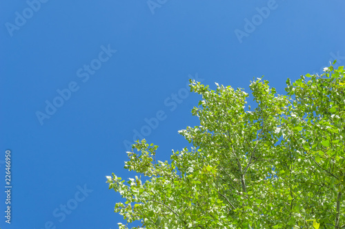 Obraz na plátne Green crown trees view from below into the sky