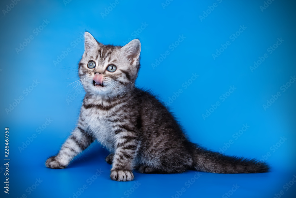 Obraz premium Scottish straight shorthair cat on colored backgrounds