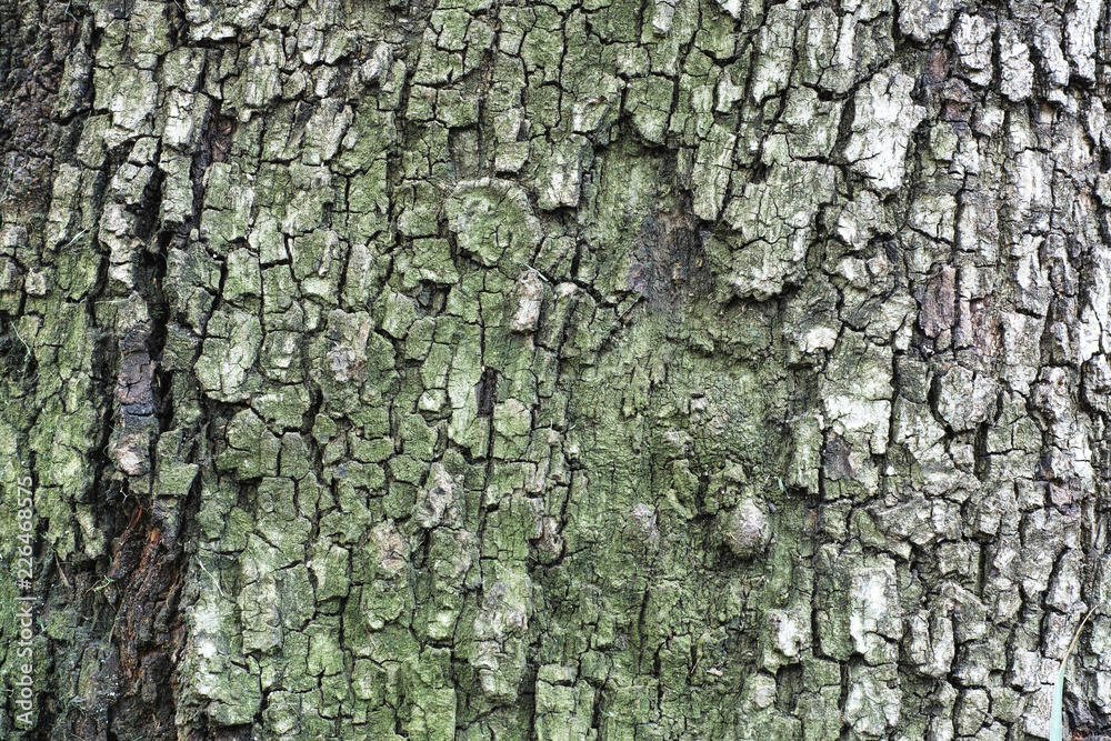 tree bark texture