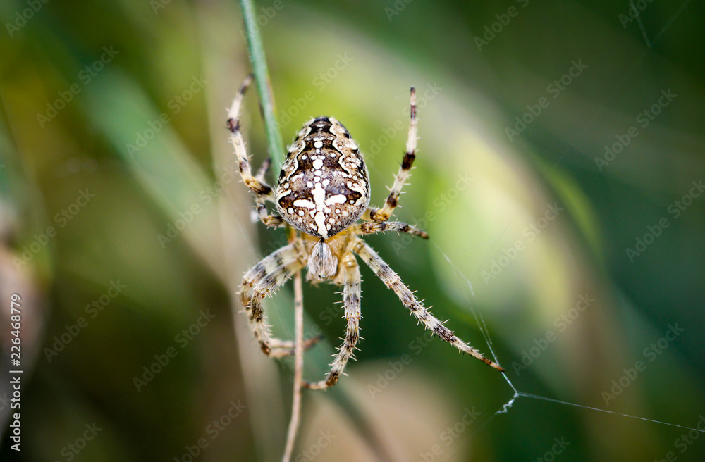 Fototapeta premium Gartenkreuzspinne, Spinne