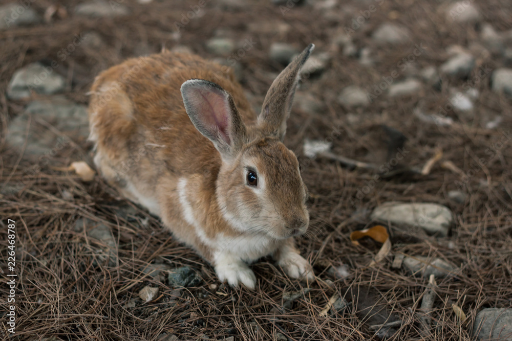 Fototapeta premium wild rabbits in Turkey