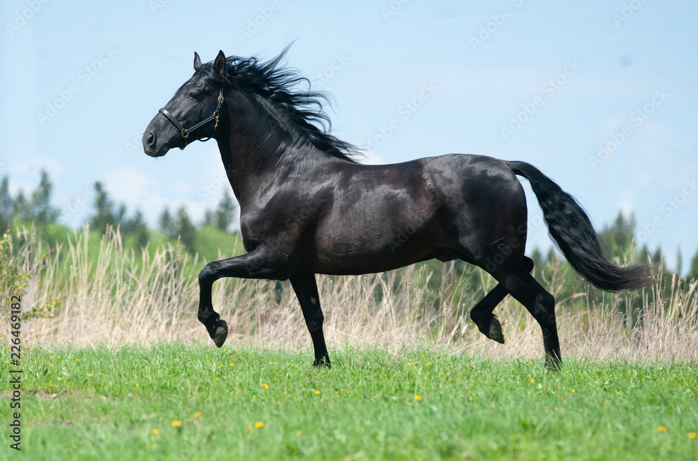 Raven andalusian horse Raven andalusian horse