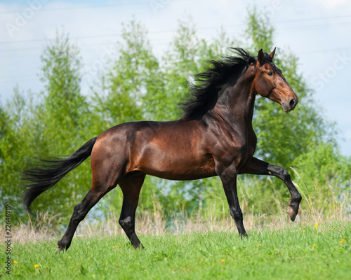 Andalusian stallion in summer