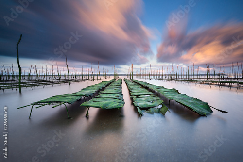 Oyster beds covered with seaweed photo