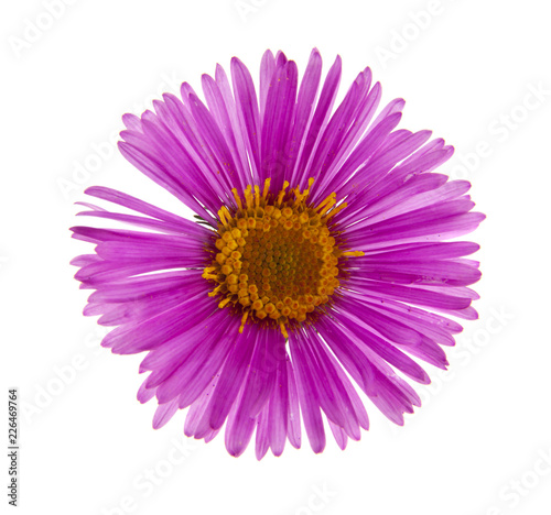 alpine aster isolated on white background. As an element of packaging design.