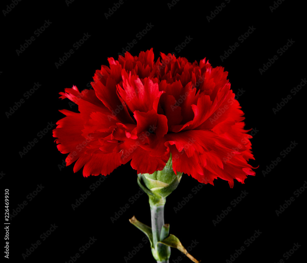 red carnation flowers isolated on a black background red carnation flowers isolated on a black background
