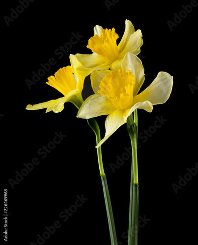 Fototapeta Naklejka Na Ścianę i Meble -  daffodil flowers isolated on a black background