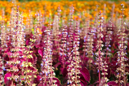 Urban flower bed with dense thickets of blooming red coleus and marigolds photo