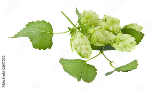 green hop isolated on white background. As an element of packaging design.