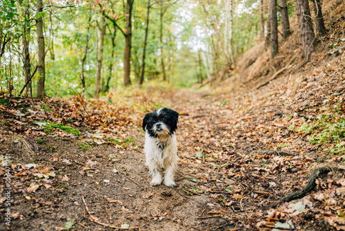 Fototapeta Herbstspaziergang mit Hund im Wald