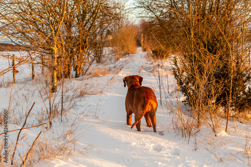 Hund rastas på nerlagd järnväg i snö