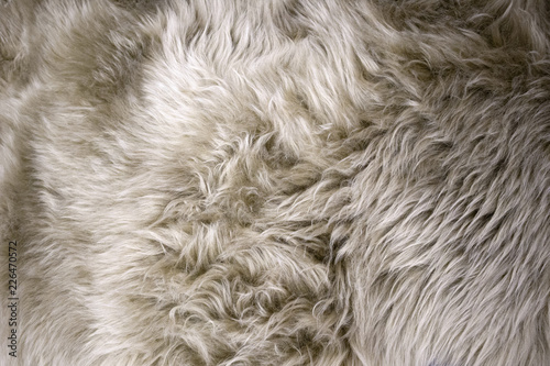 White and beige fluffy sheep fur closeup, may be used as background or texture